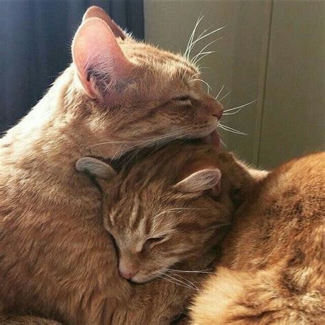 Crazycats_ Leaked [CLIP] 222 Videos