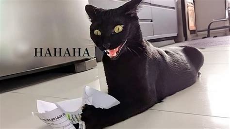 🍑 Crazzy__Cat Leaked [CLIP] 55 Videos