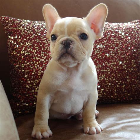 Cream And White French Bulldog Puppies For Sale