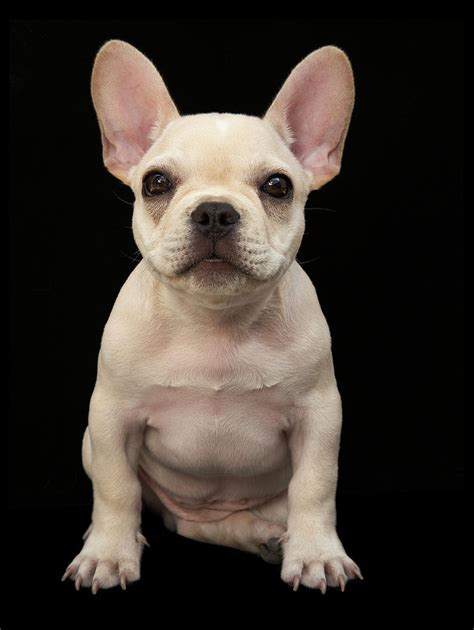 Cream French Bulldog Puppy These are just the sweetest little things! They have blue eyes at first see below for more details