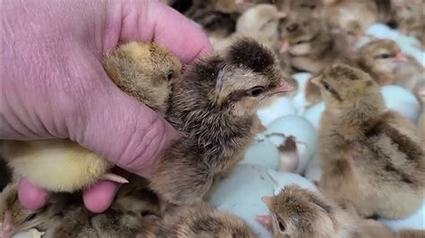 Cream Legbar baby chicks Cackle Hatchery - YouTube