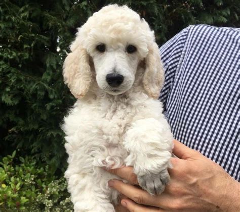 Cream Poodle Puppies For Sale
