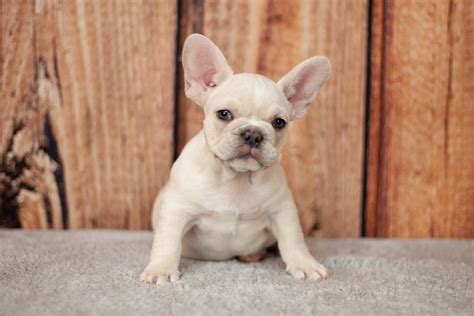 Cream frenchie. Nov 5, 2021 · 3. Cream Frenchies. Cream Frenchies have a coat color that is pale or light-colored, which is often described as a shade of off-white or ivory. Cream Frenchies are kinda like a mix between fawn & white. 