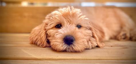  Our mini Australian Labradoodle puppies will weigh between 15 and 30lbs when fully grown. They will be ready to go to their fur-ever homes once they turn eight weeks old. Cream Puff Labradoodles is an ethical and kind breeder of quality Australian Labradoodles, based in New Jersey. . 