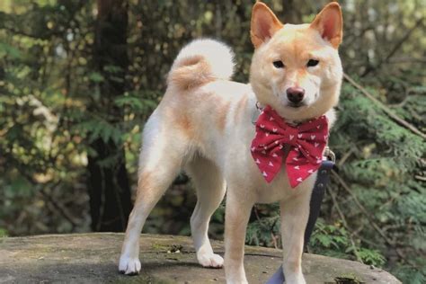Cream shiba inu. Apr 20, 2023 · The Cream Shiba Inu is the least desirable color variant of all four recognized AKC colors. This is because the trademark white markings of the Shiba Inu breed are … 