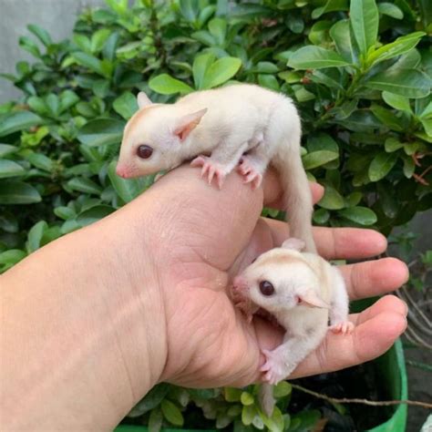 Creamino Sugar glider joeys for Sale