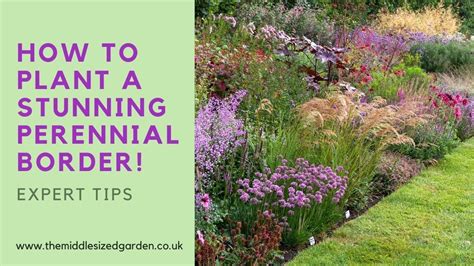 Create an outstanding perennial border - how to choose and …