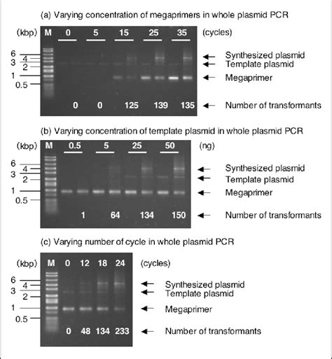 Creating random mutagenesis libraries using megaprimer PCR of …