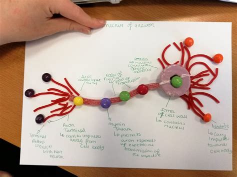 Creative Neuron Model Project