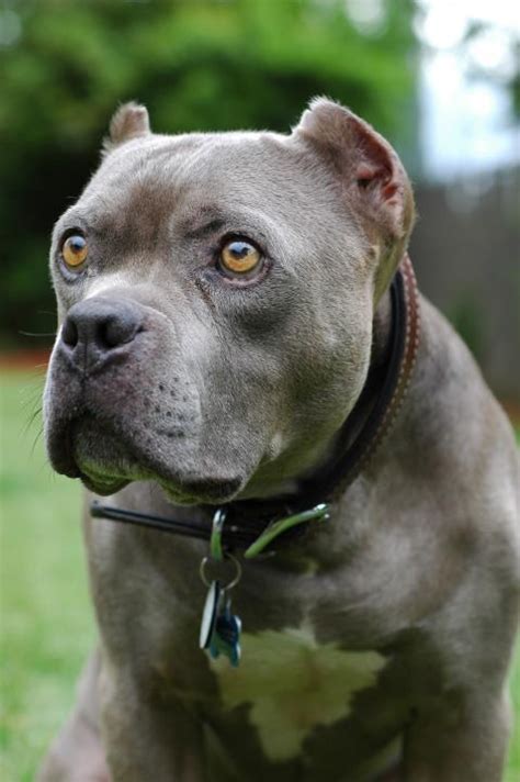 Stream Full Episodes of Pit Bulls & Parolees:https://www.discoveryplus.com/show/pit-bulls-paroleesSubscribe to Animal Planet:https://www.youtube.com/channel/... . 