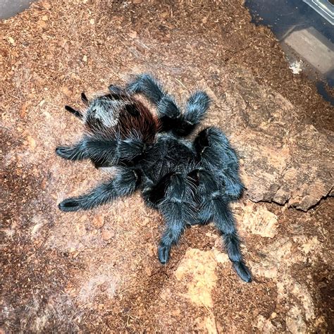 Creatures of Enigma - Grammostola actaeon