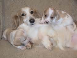 Minature Dachshund Puppy Breeders in Arizona | Sonor