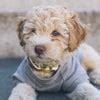 Creekside puppy adoption. Creekside Puppy Adoptions Home. Carter F1B. Carter F1B. WATCH Carter F1B's VIDEO F1B Cavapoo Carter F1B, Male DOB: June 08, 2023 TAKE HOME: August 03, 2023. Deposit fee: $200.00. Full adoption fee: $800.00. Selected Fee: $200.00. Quantity. Add to cart; If you are certain this puppy is for you, we recommend placing a $200.00 … 
