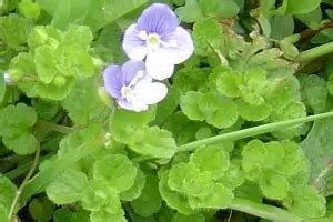 Creeping speedwell - Massey University