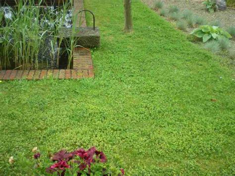 Creeping thyme lawn. It’s been a long time coming but for some, turf lawns are finally starting to fall out of fashion. If you live somewhere inhospitable to traditional grass or are looking for a more sustainable option, 