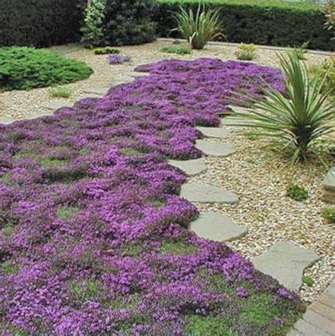 Creeping thyme yard. Once a creeping thyme lawn is established, it can be challenging to remove or replace. The dense mat it forms can be tough to eradicate, so it’s a commitment to consider seriously. Understanding these drawbacks can provide a balanced view of whether a creeping thyme lawn is right for you. Red Creeping Thyme Lawn Pros And Cons 