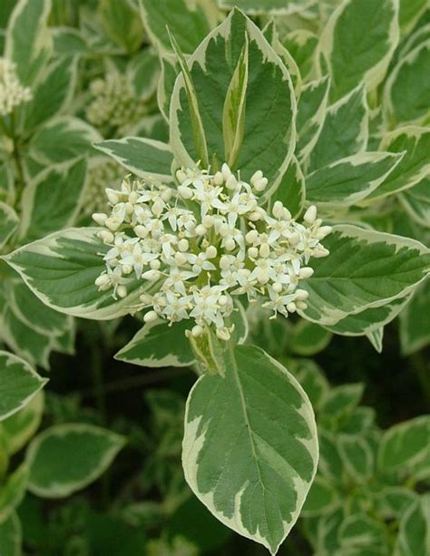 Creme de Mint™ Dogwood, Cornus alba