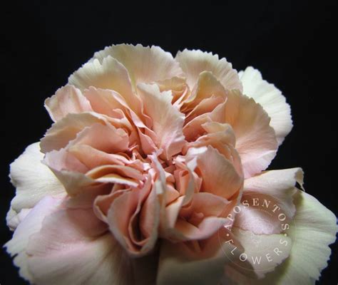 Profile picture of Creola Moore