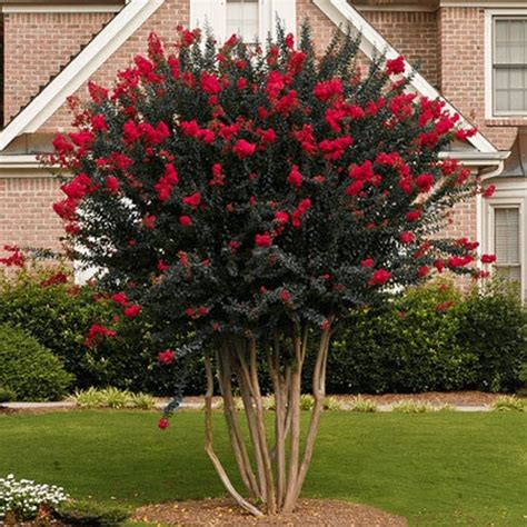 Crepe Myrtle Darkest Red or Merlot - Houzz