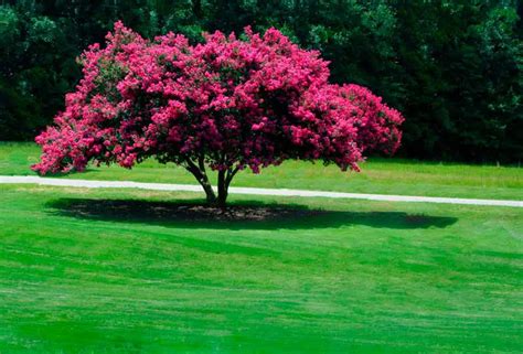 Crepe Myrtle Underplanting - What To Plant Under Your Crepe …