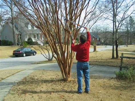 Crepe myrtle pruning. Crêpe myrtle pruning #772528 . Asked September 21, 2021, 12:27 PM EDT. My 20 foot plus crêpe myrtle, two photos attached, appears to be in serious need of pruning to make it less willowy. ... You want to avoid what is known as "crepe murder". 