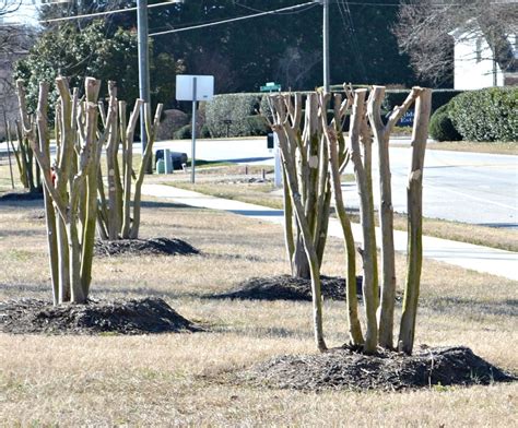 Just say no to murder! {Crape Murder, that is!} For some reason people want to take the tops off of their crape myrtles every Winter, which is about the wors.... 