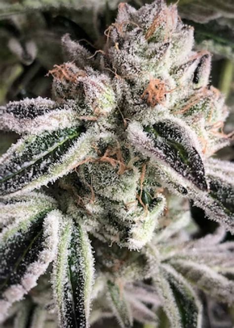 Crescendo strain ethos.  After many hours on the web looking for that perfect...