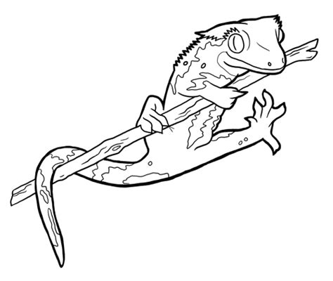 Crested Gecko Coloring Page