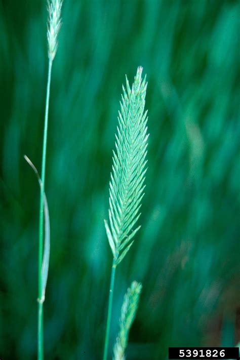 Crested Wheatgrass Nature