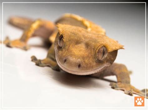 Crested gecko as pets.  Below, we&rsquo;ll provide you with everything you need to k...