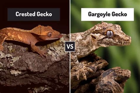 Crested gecko vs gargoyle gecko. In captivity, it’s best to feed them high-quality, specially-formulated crested gecko diet (CGD) supplemented by live insect feeders. How often gargoyle geckos need to eat depends on age: Hatchlings and Juveniles (0-12 months) — CGD daily, insects 1-2x/week. Adults (>12 months) — CGD every 2-3 days, insects 1x/week. 