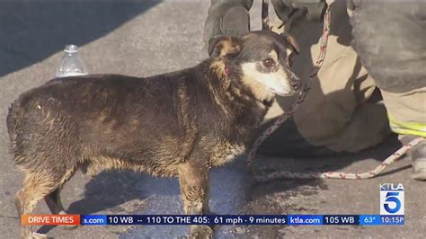 Crews rescue dog trapped in Los Angeles County storm drain