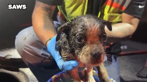 Crews rescue puppy from sewer line in Texas
