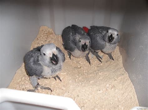 Criadero de yacos cadiz. .  &iexcl;Compra y vende al mejor precio en Milanun...