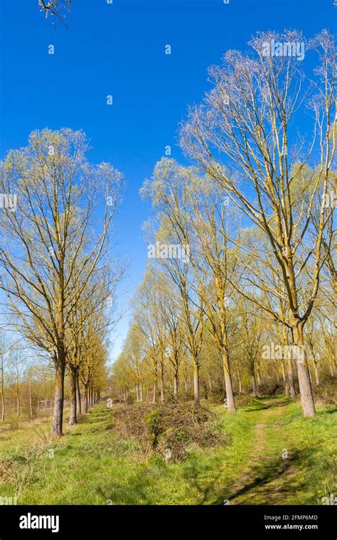 Cricket bat tree.  It has a unique combination of lightness, .  It has...