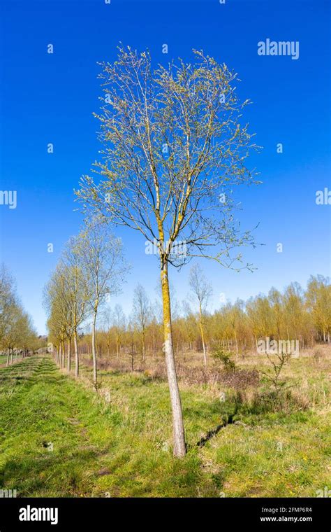 Cricket bat tree. .  <a href=https://1cbo.buhprv.ru/6cfxfau/middle-school-girl-panty-p...