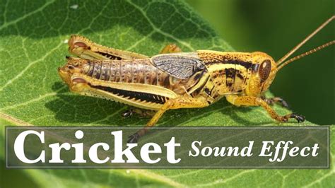 Cricket sound effect. Jan 28, 2019 · Cricket Sounds at Night. Cricket Chirp in the Night. Crickets Chirping. Summer Crickets. Chirping Sounds. Bug Chirp. Insect Sound Effects for media productions. MP3 320 kbps (zip) Lenght: 1:11 sec File size: 2.81 Mb 