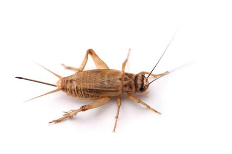 Crickets in home. Step 1: Start by drying the basement as much as possible. As with the previous methods, add a dehumidifier if necessary. Step 2: When it feels dry, add a large bowl of water with dish soap to the middle of the room. The crickets will jump in, but they will be unable to climb out. 