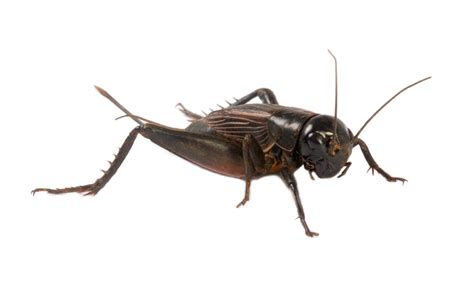 Crickets in house. The house cricket is 19-22 mm (3/4 - 7/8 inch) long, light yellowish-brown with three dark bands on the head. They are especially fond of warmth but can be found in any part of the home. Field crickets are … 