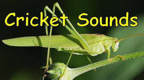 Crickets sound. Things To Know About Crickets sound. 