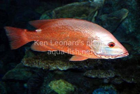 Crimson snapper - saltwater.aqua-fish.net