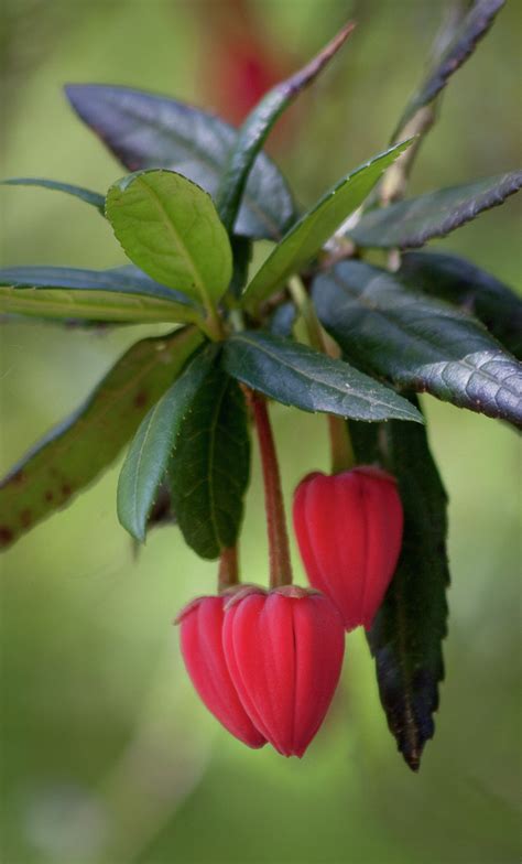 Crinodendron hookerianum Chile lantern tree/RHS Gardening