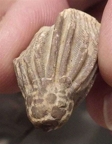 1.4" Crinoid Calyx (Megistocrinus) - Alpena, Michigan. This is a bumpy, Megistocrinus crinoid calyx from the Alpena Limestone of Michigan. The calyx is where the arms and stem of the crinoid would have attached and is frequently the only part of the crinoid preserved intact as they typically fall apart prior to fossilization. Crinoids .... 