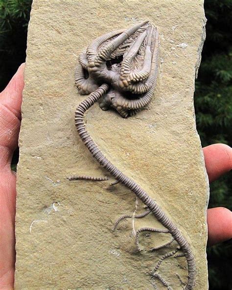 Crinoid columnal fossil. Location: Romania. Awards: Posted May 25, 2016 (edited) "The crinoid column is also called a stem or stalk. The stem is made from disc-shaped pieces of endoskeleton which are stacked upon each other and are hollow in the middle. They are held together by ligaments which decomposed rapidly after death. 