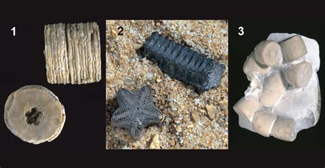 Preservation relevant to this discussion is commonly as articulated cups and thecae; at best, the proximal columnal or a few columnals are retained, but the free arms are lost (Donovan and Sevastopulo, 1985). We are unaware that any crinoids from Salthill Quarry preserve an attachment scar of a platyceratid in the anal area.. 