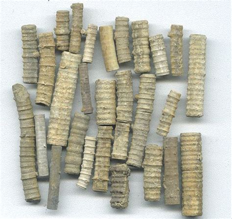 Crinoid columnals fossil. Things To Know About Crinoid columnals fossil. 