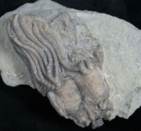 FOSSILS SPECIMEN: CRINOIDS, CYSTOIDS, AND BLASTOIDS. Fossils are defined as any evidence of prehistoric life. There are two types of fossils: Body Fossils include remains of skeletal bones, shell, carapace, test and teeth. Trace Fossils are clues the organism existed such as foot prints, tracks, burrows and coprolites (fossil dung).. 