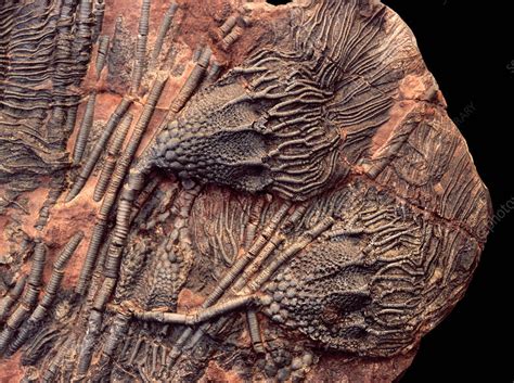 Crinoids, also known as Sea Lilies, are marine animals that lived attached to the ocean bottom and filtered food particles from the currents flowing past them. They dominated the Paleozoic fossil era of echinoderms until the Permo-Triassic extinction, (300 to 350 million years ago). These specimens were found in the Atlas mountains of Morocco.. 