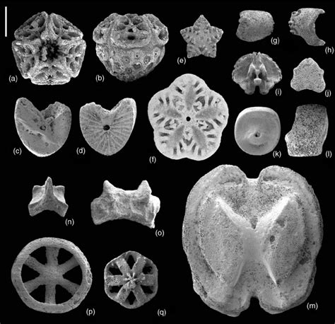 Crinoid ossicles. One modern crinoid ossicle yields a wide estimated range of Mg/Ca C values (154 mmol/mol Mg/Ca C, 1.44 wt% Mg), possibly due to variations in the composition of the associated organic matrix 37,39. 
