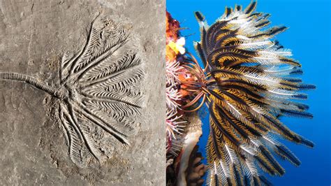 Crinoids in São Paulo State, Brazil. Crinoids are echinoderms found in both shallow water and at depths to 9000 m. They may be free living as adults or connected to the …. 